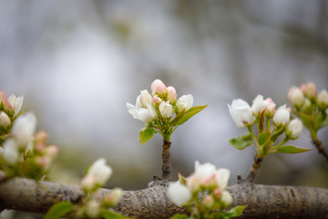  apple blossom