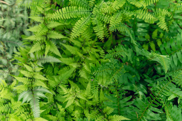 Ferns in the woods 