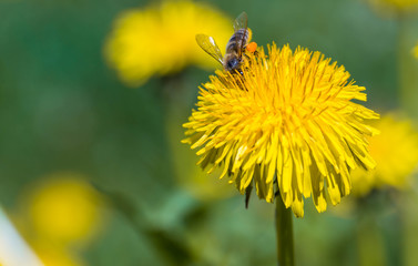Diligent honeybee collecting pollen on yellow dandelion flower at springtime, shallow depth of field, copy space.