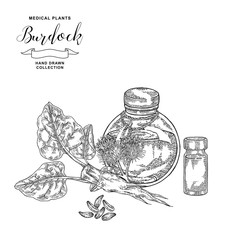 Burdock root and flowers hand drawn. Medical plants set. Vector illustration engraved.