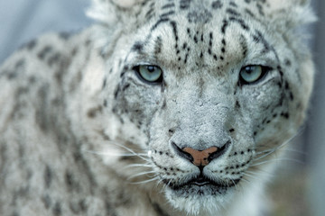 Snow Leopard - 268651006