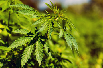 Green bushes of marijuana. Close up view of a marijuana cannabis bud.