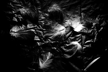 Fototapeta na wymiar Beautiful closeup textures abstract the falling feathers black and white color isolated wall background and patterns