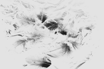 Beautiful closeup textures abstract the falling feathers black and white color isolated wall background and patterns