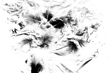 Beautiful closeup textures abstract the falling feathers black and white color isolated wall background and patterns