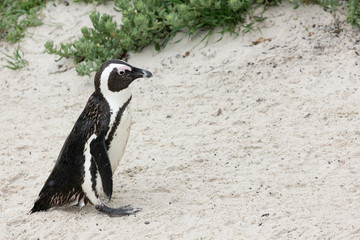 African penguin strolling at Boulders Beach near Simon’s Town, South Africa