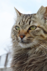 何かをじっと見つめる猫