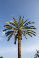 Naklejka premium Big green palm stands alone under the blue sky on a summer day.