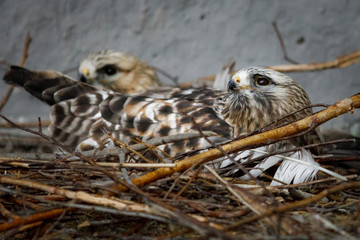 falcon