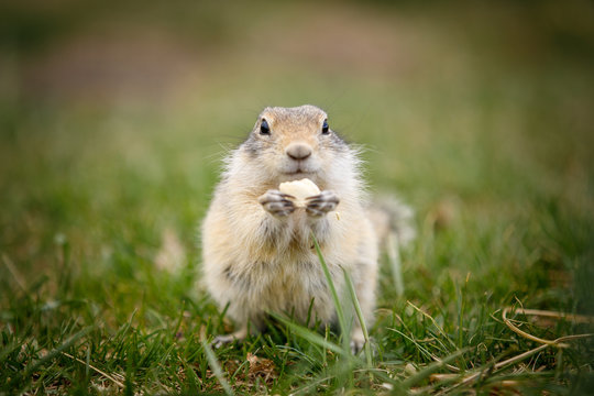 gopher