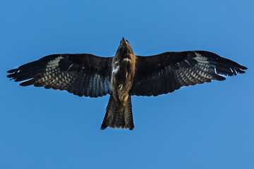 eagle
