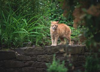 tabby red ginger cat standing on mural next to bushes observing the area