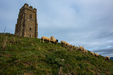 Glastonbury Tor Sheep © Stewie Strout