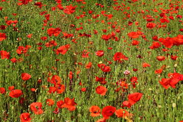Fototapeta premium Poppy flowers growing in a summer meadow