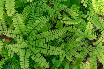 Maidenhair ferns in the woods in the spring