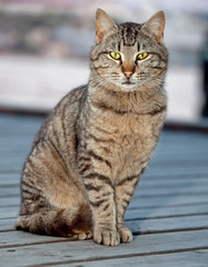 Cats and kittens on the Crimean coast.