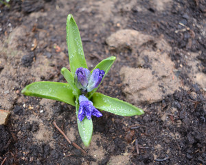 Spring flower in garden