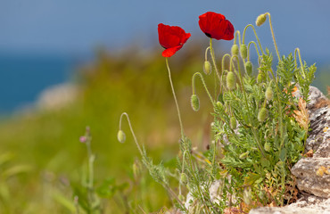 Red poppies against the sky, by the sea.