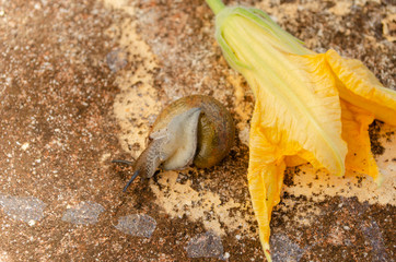 Snail Turning Over From Back Possition