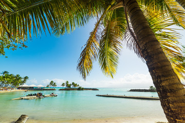 Close up of a palm tree in Bas du Fort beach in Guadeloupe