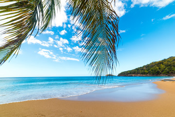 Blue sea and palm trees in La Perle beach in Guadeloupe