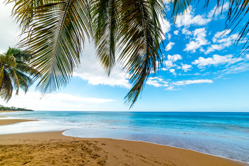 Fototapeta na wymiar Palm trees by the sea in La Perle beach in Guadeloupe