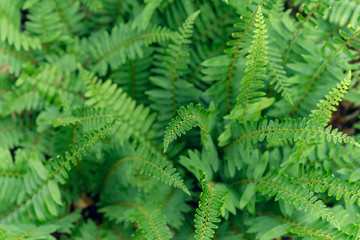 Maidenhair ferns in the woods in the spring