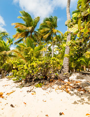 Palm trees and white sand in La Caravelle shore