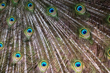 Obraz premium Vibrant color peacock feather patterns background