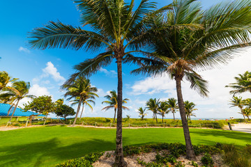 Palm trees by Pompano Beach shore on a clear day