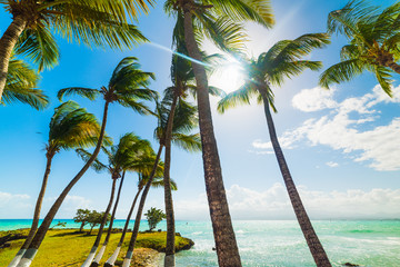 Turquoise water and palms in Bas du Fort beach