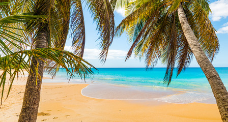Obraz na płótnie Canvas Palms in La Perle beach in Guadeloupe