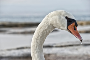 Obraz premium Tiere. Vogel.