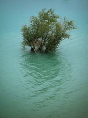 Top of a tree above the water in a flooded field