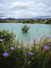 Top of a tree above the water in a flooded field with flowers in foreground