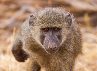 Olive baboon, Anubis baboon (Papio anubis), leaning in, closeup portrait face and eyes, Samburu National Reserve, Kenya, East Africa. Wildlife seen on African safari