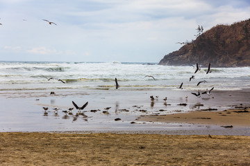 Sea gulls of Korean sea, donghae