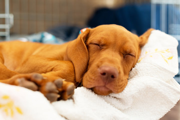 Cute hungarian 2 months old vizsla puppy sleeping in his comfy bed with white blanket.