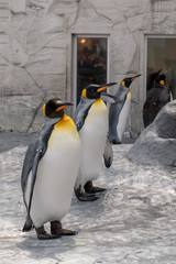 旭山動物園のペンギン