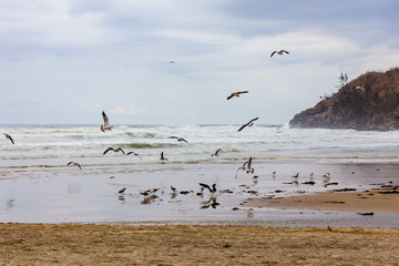 Sea gulls of Korean sea, donghae