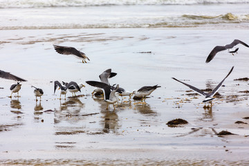 Sea gulls of Korean sea, donghae