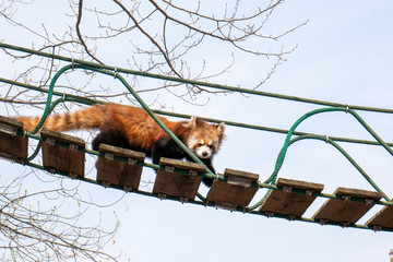 旭山動物園のレッサーパンダ