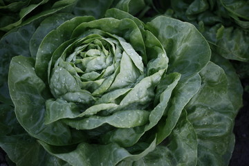 Obraz premium Insalata