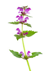  Red dead-nettle herb isolated on white background