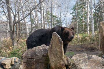 十勝ベアマウンテン