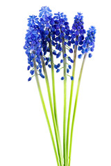 Blue muscari flowers (Grape hyacinth) bunch isolated on white background