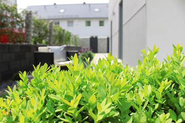 Moderner Garten mit Buchsbaum, Terrase