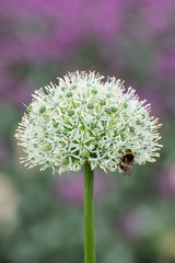 Bumble bee collecting pollen from an Allium plant