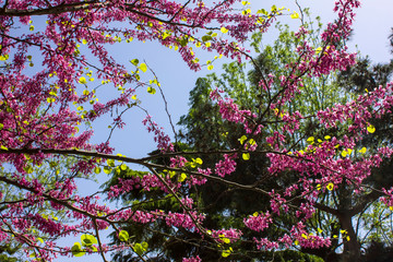 Beautiful pink flowers. Spring in the Istanbul