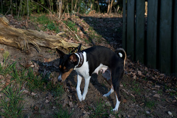 seitenansicht auf einen dreifarbigen jack russell auf einem waldboden  in meppen emsland deutschland fotografiert während eines spaziergangs in der natur